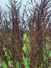 Rumex
