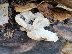 Trichaptum subchartaceum