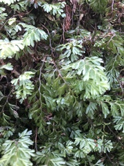 Hymenophyllum