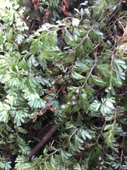 Hymenophyllum