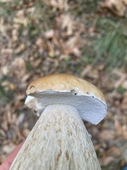 Boletus reticulatus