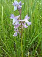 Anacamptis palustris