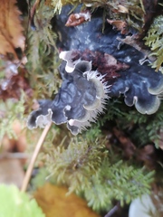 Peltigera membranacea