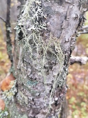 Usnea dasopoga