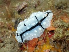 Phyllidiopsis shireenae