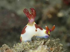 Nembrotha chamberlaini