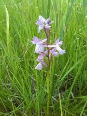 Anacamptis palustris