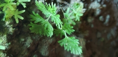 Hymenophyllum