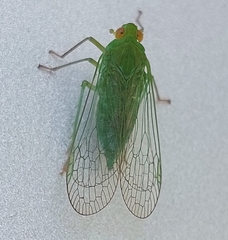 Cuernavaca herbida