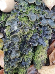 Peltigera horizontalis