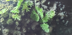 Hymenophyllum