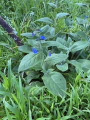 Pentaglottis sempervirens