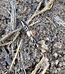 Staphylinidae