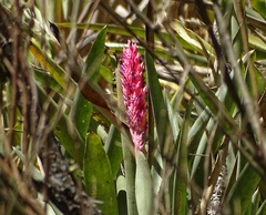 Aechmea distichantha