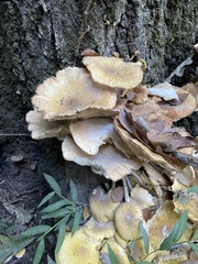 Physalacriaceae