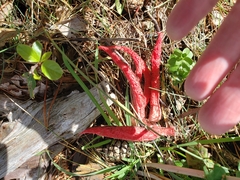 Clathrus archeri
