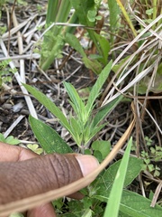 Ruellia caroliniensis