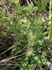 Ruellia caroliniensis
