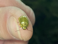Paropsisterna cloelia