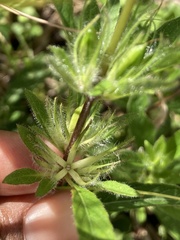 Ruellia caroliniensis