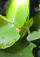 Paropsisterna cloelia