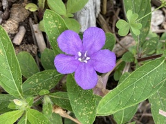 Ruellia caroliniensis