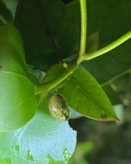 Paropsisterna cloelia