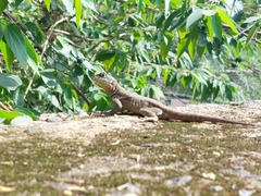 Tropidurus torquatus