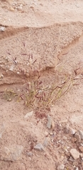 Bouteloua barbata