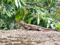 Tropidurus torquatus