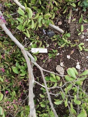 Lagerstroemia indica
