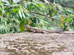 Tropidurus torquatus