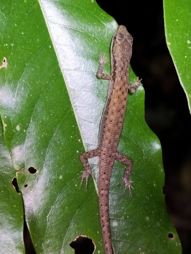 Pale-lipped Shadeskink, Saproscincus basiliscus