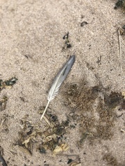 Procellariidae