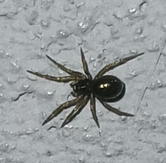 Araneoidea