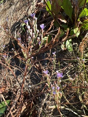 Limonium carolinianum