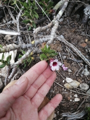 Pachypodium bispinosum