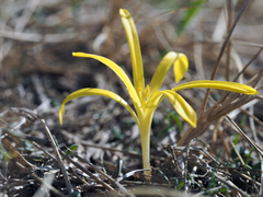 Sternbergia colchiciflora