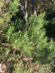 Ozothamnus ferrugineus