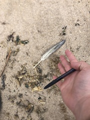 Procellariidae