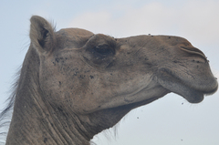 Camelus dromedarius