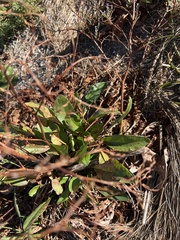 Limonium carolinianum