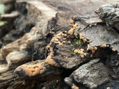 Sphaerosporium lignatile