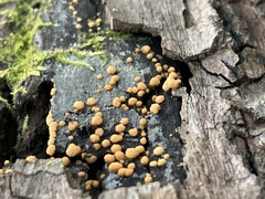 Sphaerosporium lignatile