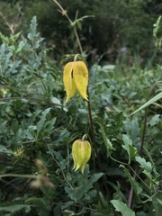 Clematis tangutica
