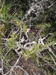 Pachypodium bispinosum