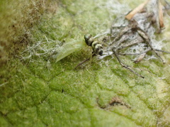 Micantulina stigmatipennis