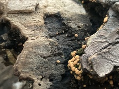 Sphaerosporium lignatile