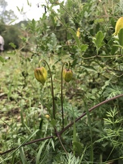 Clematis tangutica
