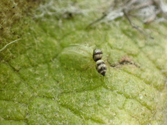 Micantulina stigmatipennis